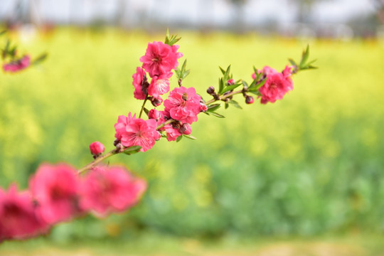 桃花