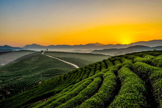 茶山之晨