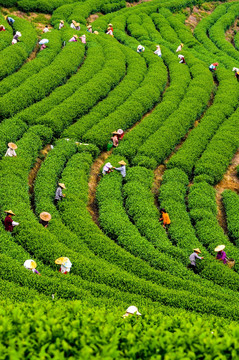 清明采茶