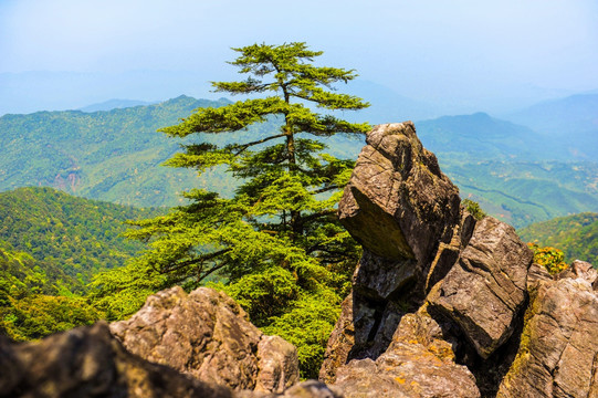 山顶古老的铁杉