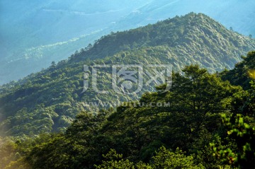 鸦鹊岽