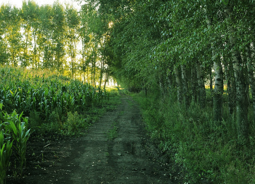 林间小道