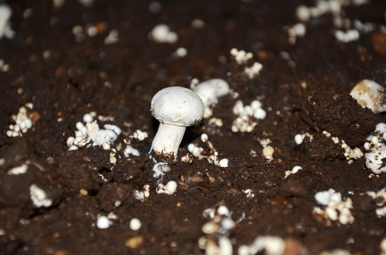 双孢菇