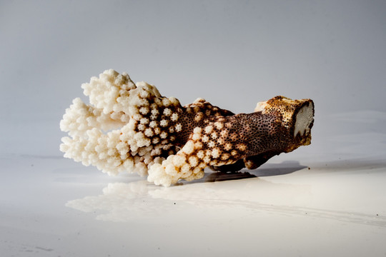 海生物贝壳 珊瑚