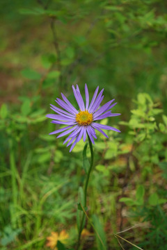 狗娃花