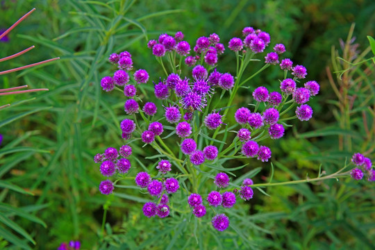 球花风毛菊