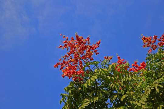 全缘叶栾树