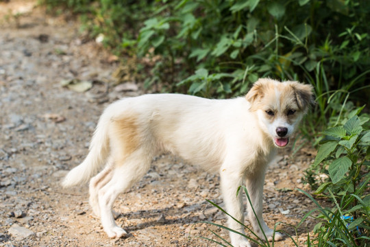 流浪狗 白狗 中华田园犬