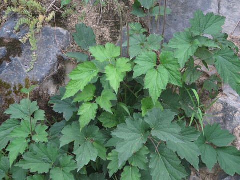 野棉花枝叶