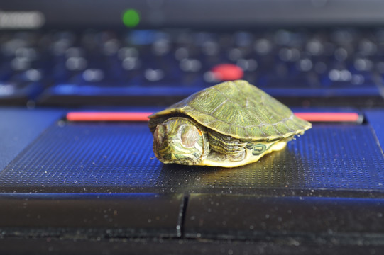 巴西龟在电脑键盘上睡觉