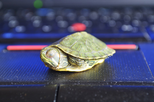 巴西龟在电脑触摸板上睡觉