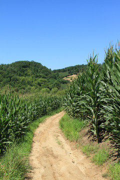 乡间小路