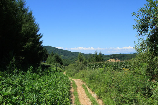 乡间小路