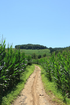 乡间小路