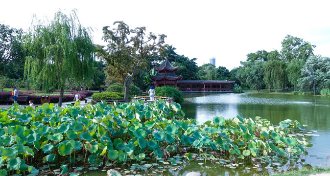 长沙 橘子洲 莲花池