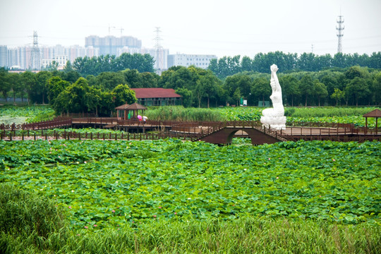 荷塘月色公园