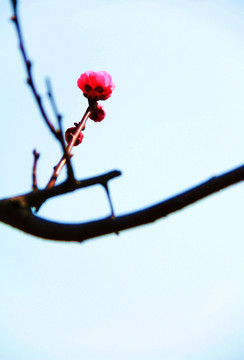 花开枝头