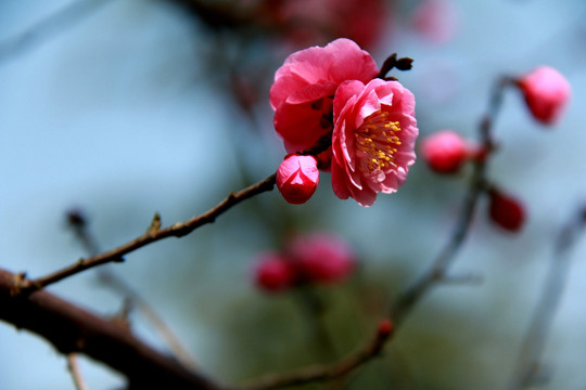 花开春意