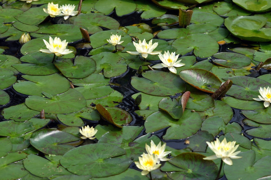 睡莲  莲花