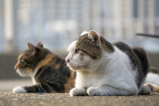 猫 城市中的猫