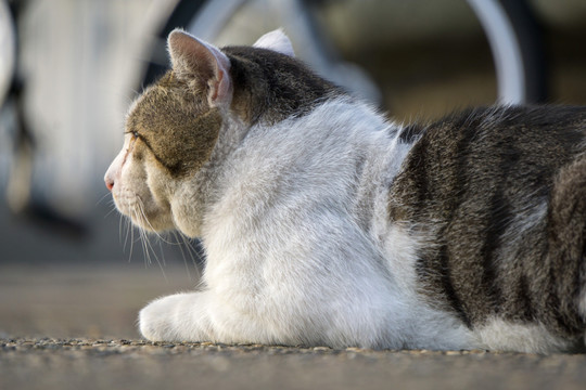 猫 城市中的猫