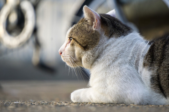 猫 城市中的猫