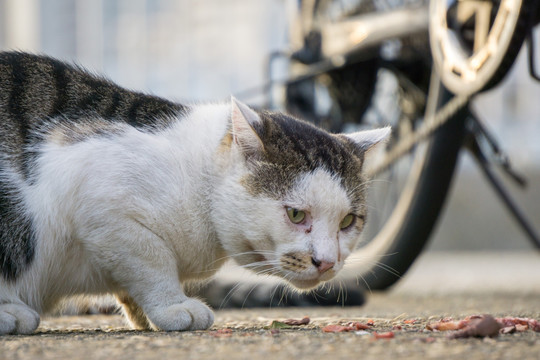 猫 进食