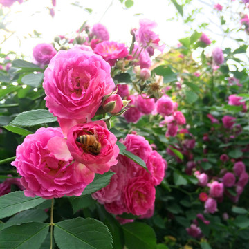 蜜蜂采花蜜月季花开