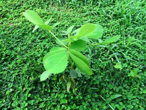 草地上花生特写