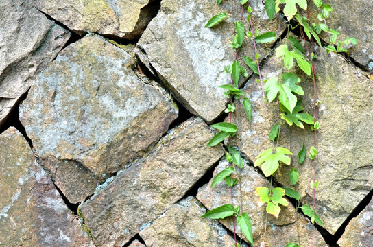 石墙 植物墙 墙壁