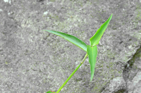 石墙 植物墙 墙壁