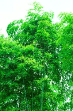 竹海 竹林 绿竹