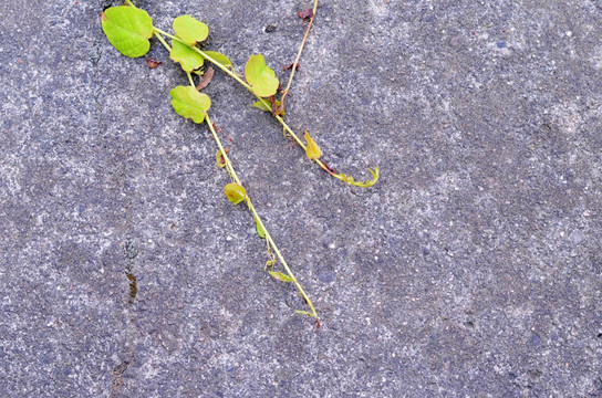 植物墙 水泥墙 灰墙