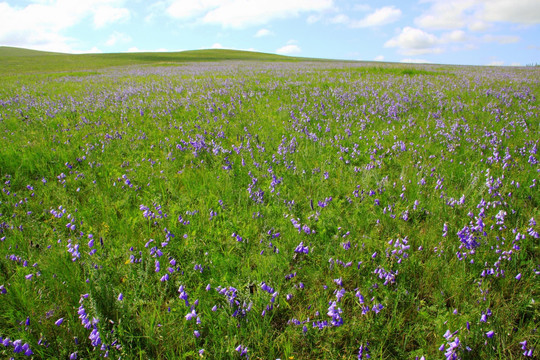 夏季草原野花素材