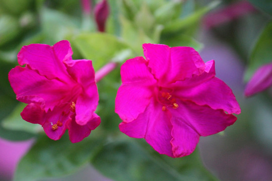 山花 野花 花卉 花园 草本花