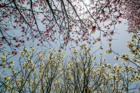 玉兰花 玉兰花枝