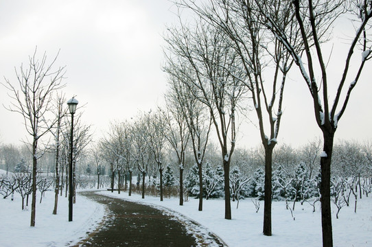 鸿博公园雪景