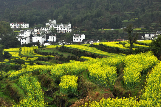 江岭油菜花梯田