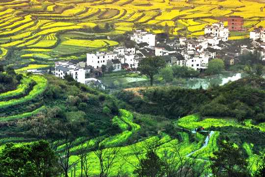 江岭油菜花梯田