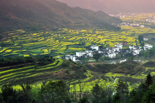 江岭油菜花梯田