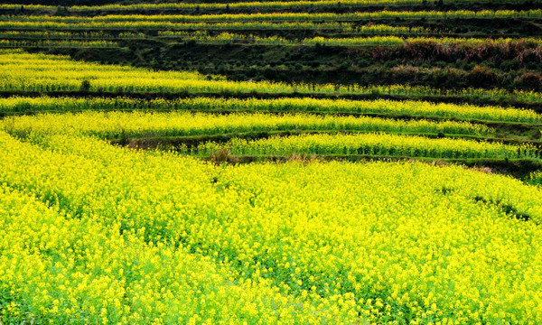 婺源油菜花