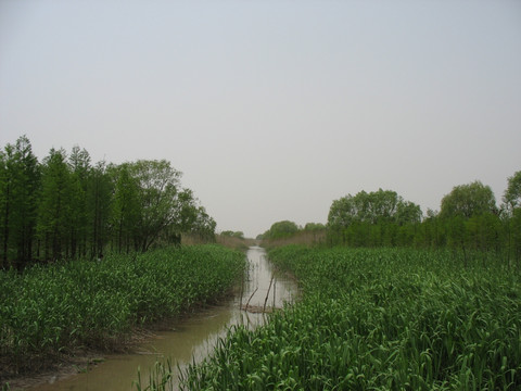 湿地河道
