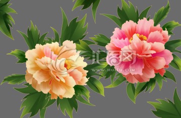 金邊牡丹花