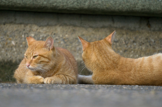 猫 城市中的猫