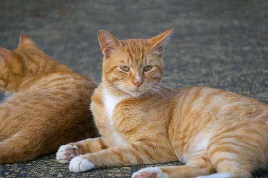 猫 城市中的猫