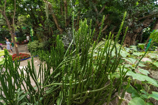 沙漠植物