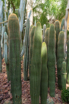 沙漠植物