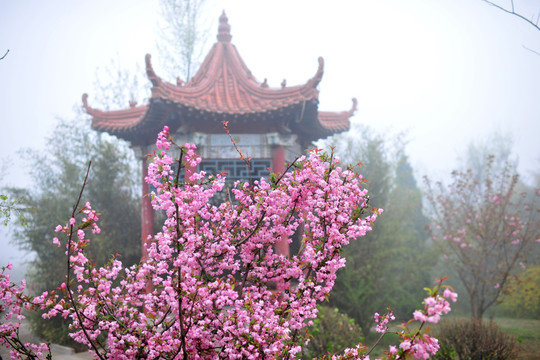櫻花  園林景觀