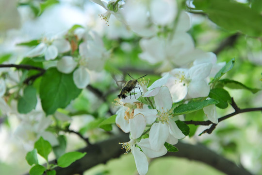 鲜花烂漫 白色花 果树花