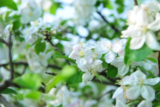 果树花 白色花